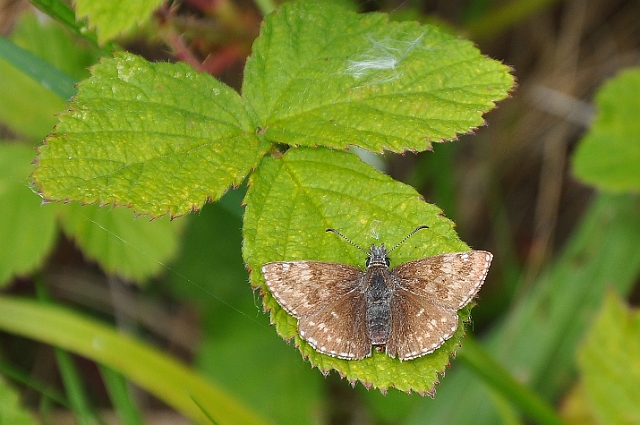 dingy skipper butterfly-1.jpg - DINGY SKIPPER - DORSET - 5.6.09